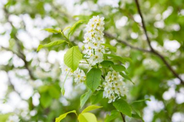 Güneşli yaz aylarında kiraz ağacında beyaz çiçekler açarlar.