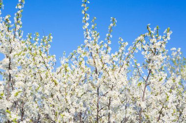 Beyaz doğulu kiraz açık mavi gökyüzünde baharda.