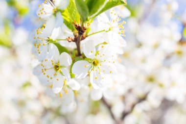 Beyaz doğulu kiraz açık mavi gökyüzünde baharda.