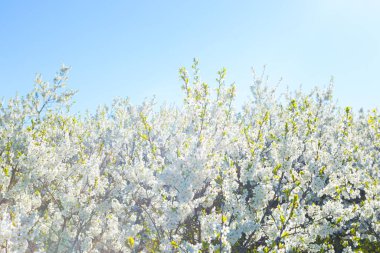 Beyaz doğulu kiraz açık mavi gökyüzünde baharda.