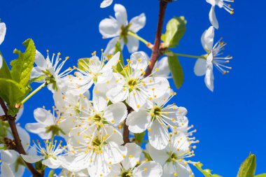 Beyaz doğulu kiraz açık mavi gökyüzünde baharda.