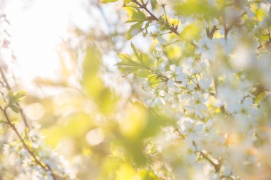 Bahçede ya da parkta, gökyüzünde çiçek açan sakura ağacı. Bahar doğası.
