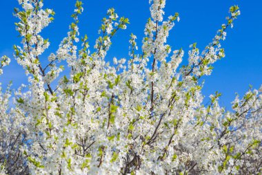 Beyaz doğulu kiraz açık mavi gökyüzünde baharda.