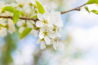 Beyaz doğulu kiraz açık mavi gökyüzünde baharda.