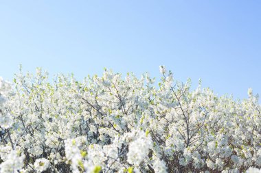 Beyaz doğulu kiraz açık mavi gökyüzünde baharda.