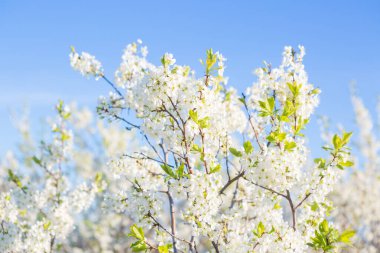Bahçede ya da parkta, gökyüzünde çiçek açan sakura ağacı. Bahar doğası.