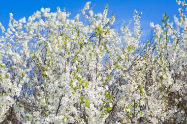 Beyaz doğulu kiraz açık mavi gökyüzünde baharda.