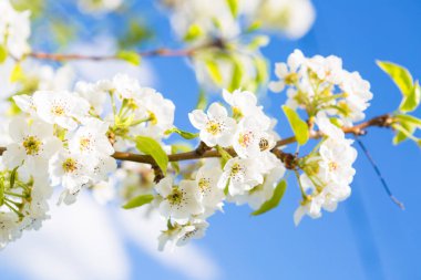 Beyaz doğulu kiraz açık mavi gökyüzünde baharda.