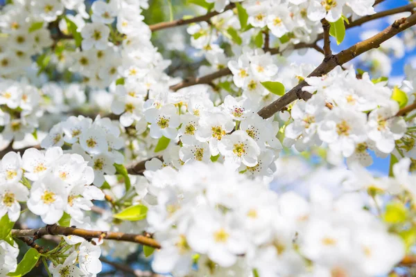 Vit Orientalisk Körsbär Våren Över Klarblå Himmel — Stockfoto