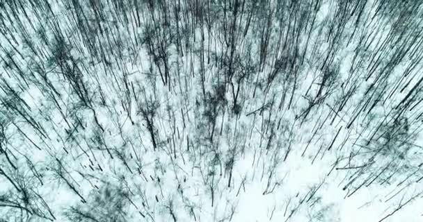 Video aereo della foresta invernale — Video Stock