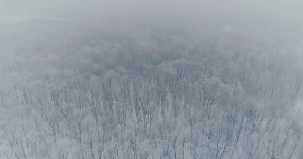 Video aereo della foresta invernale — Video Stock