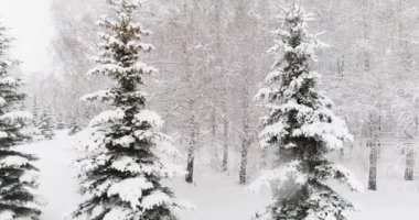 Bir kış ormanının hava videosu