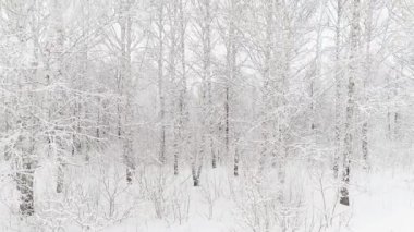 Bir kış ormanının hava videosu
