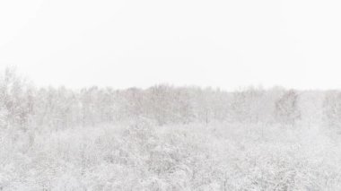 Bir kış ormanının hava videosu