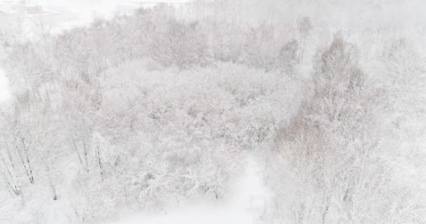 Bir kış ormanının hava videosu — Stok video