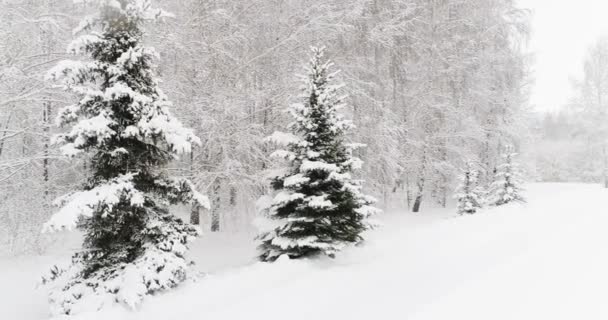 Vídeo aéreo de un bosque invernal — Vídeo de stock