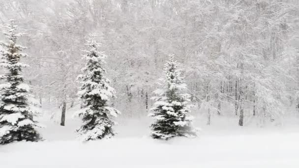 Vídeo aéreo de un bosque invernal — Vídeo de stock