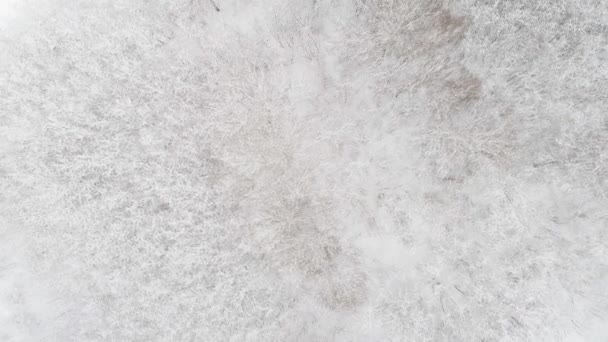 Luchtfoto van een winterbos — Stockvideo
