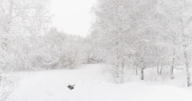 Bir kış ormanının hava videosu