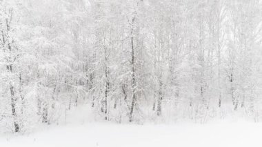 Bir kış ormanının hava videosu