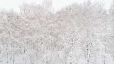 Bir kış ormanının hava videosu