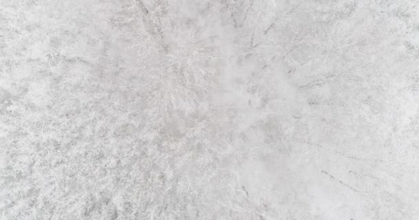 Αεροφωτογραφία χειμερινού δάσους — Αρχείο Βίντεο