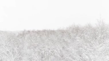 Bir kış ormanının hava videosu