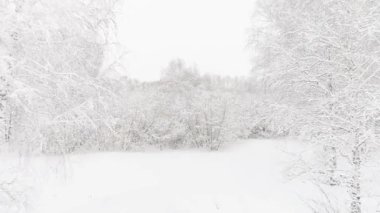 Bir kış ormanının hava videosu