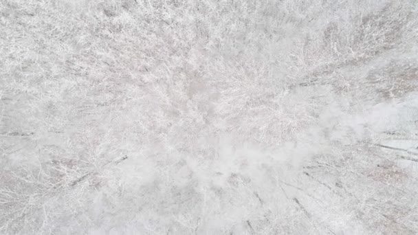 Воздушное видео зимнего леса — стоковое видео