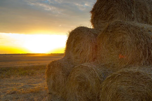 Hay-roll on meadow against sunset background — Stock Photo, Image