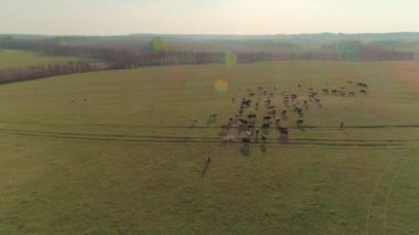 Çayırdaki ineklerin hava videosu.