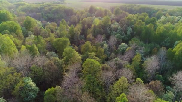 日没時の夏の緑の森の空中ビデオ — ストック動画