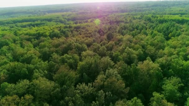 Luchtbeelden van eindeloos zomerwoud — Stockvideo