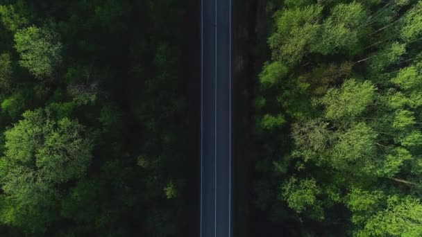 Filmagem aérea da estrada na floresta de verão — Vídeo de Stock