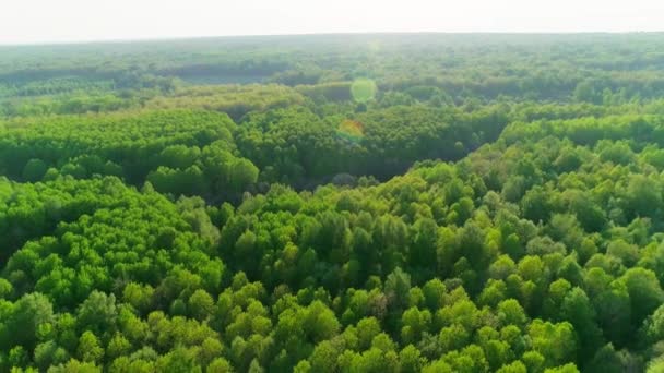 果てしなく続く夏の森の空撮 — ストック動画