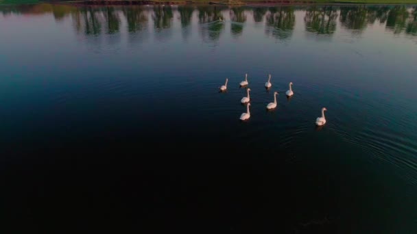 Luchtfoto video Witte zwanen op een meer in het wild — Stockvideo