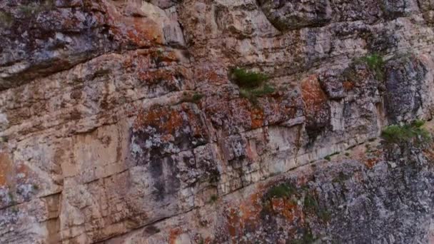 Video aereo delle montagne e della foresta in una giornata estiva — Video Stock