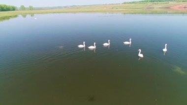 Vahşi Göl 'de Beyaz Kuğular Hava Videosu