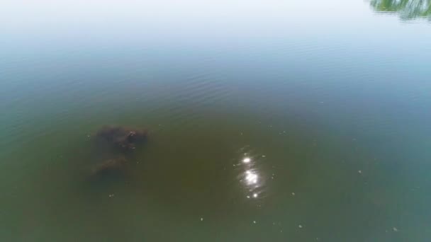 Vídeo aéreo Cisnes blancos en un lago salvaje — Vídeo de stock