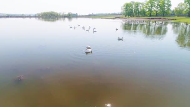 Wideo lotnicze Białe łabędzie nad jeziorem w dziczy — Wideo stockowe