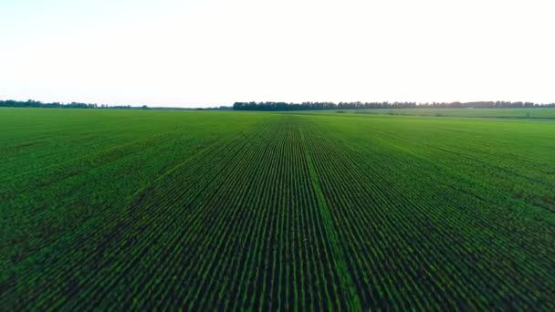 Luftbild eines landwirtschaftlichen Feldes mit jungem Weizen oder Roggen — Stockvideo