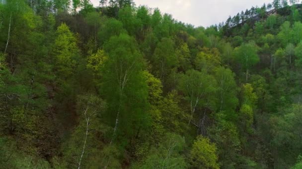 Авиационное видео гор и лесов в летний день — стоковое видео