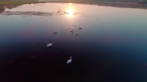 Luchtfoto video Witte zwanen op een meer in het wild — Stockvideo