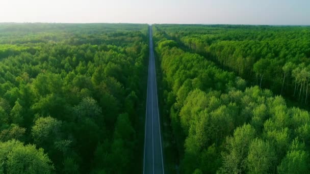 Съемка с воздуха дороги в летнем лесу — стоковое видео