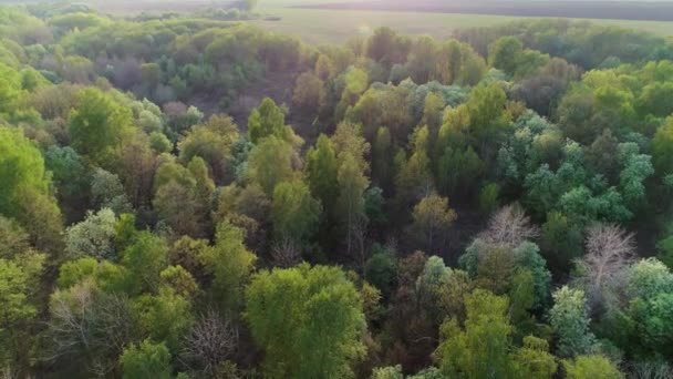 Luchtfoto van de zomer groen bos bij zonsondergang — Stockvideo