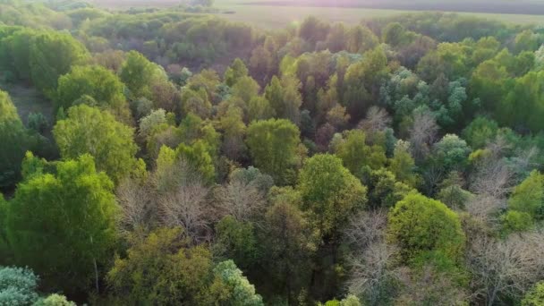 Vidéo aérienne de la forêt verte estivale au coucher du soleil — Video