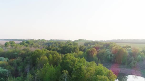 Video aereo della foresta verde estiva e stagno o lago al tramonto — Video Stock