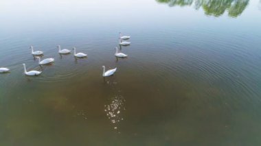 Vahşi Göl 'de Beyaz Kuğular Hava Videosu