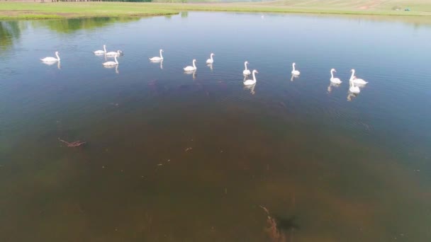 Aerial video white swans on a lake in the wild — Stock Video