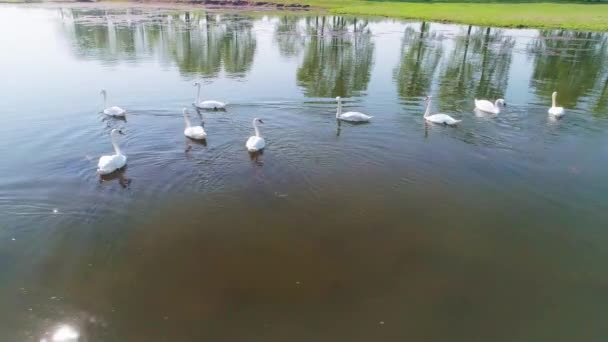 Luchtfoto video Witte zwanen op een meer in het wild — Stockvideo